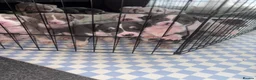 American Bully dogs for sale: Stunning American bully puppies for sale  - Advert 3