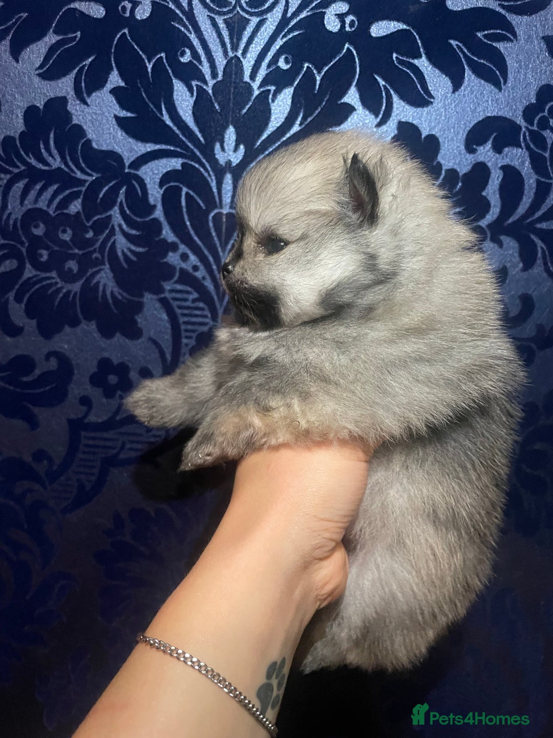 Pomeranian dogs for sale: RARE colour CHAMPION line Pomeranian puppy Pup - Advert 11