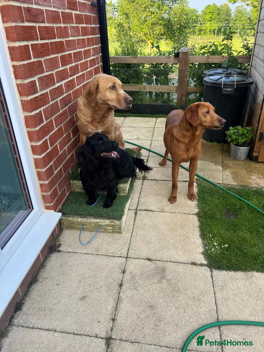 Labrador Retriever dogs for sale: Fox Red Labrador - 1 Girl Left - Advert 12