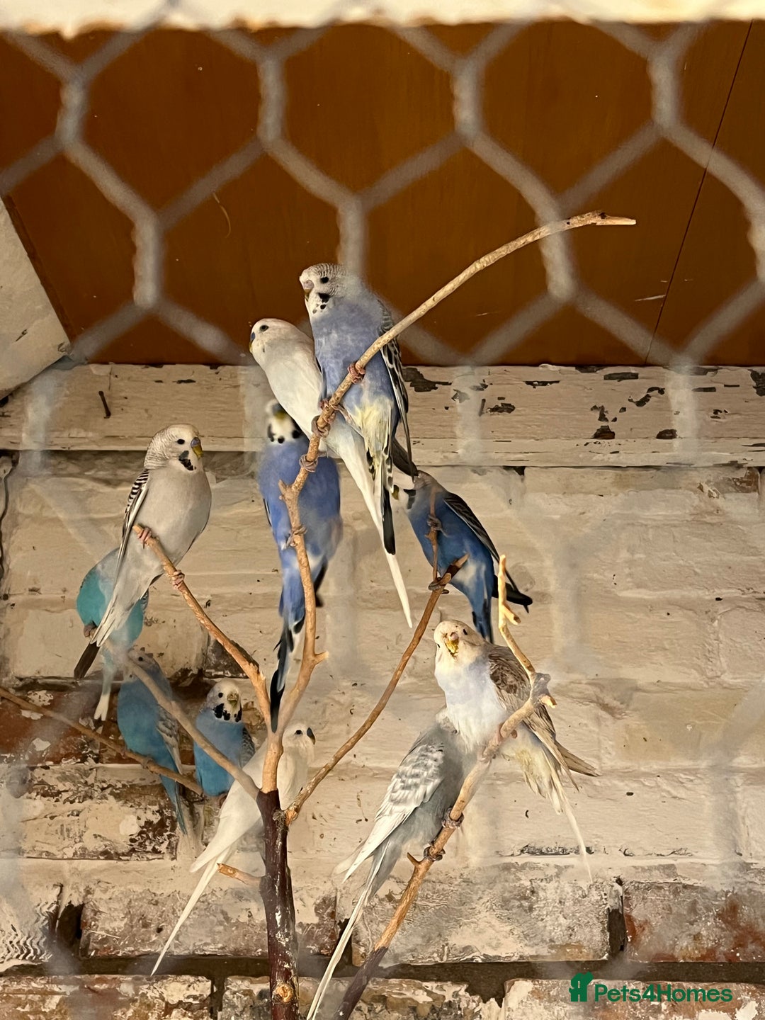 Mixed Breed birds for sale: Budgies for sale - Advert 13