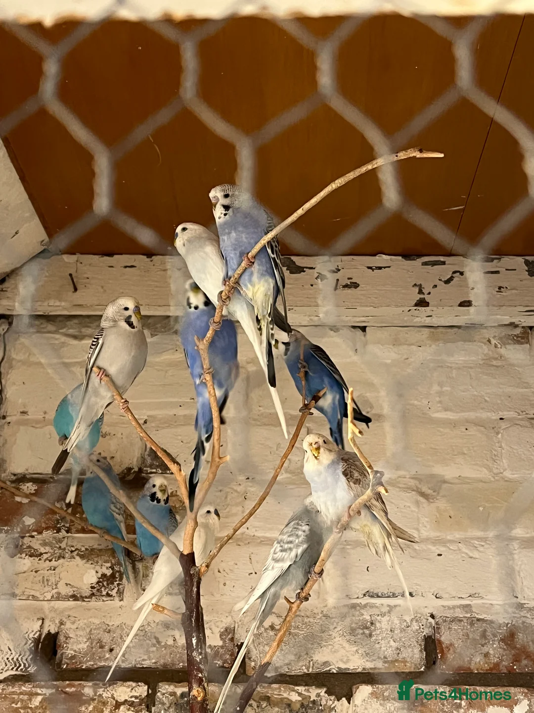 Mixed Breed birds for sale: Budgies for sale - Advert 13