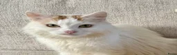 Munchkin cats for sale: Beautiful Girl kitten - Advert 14