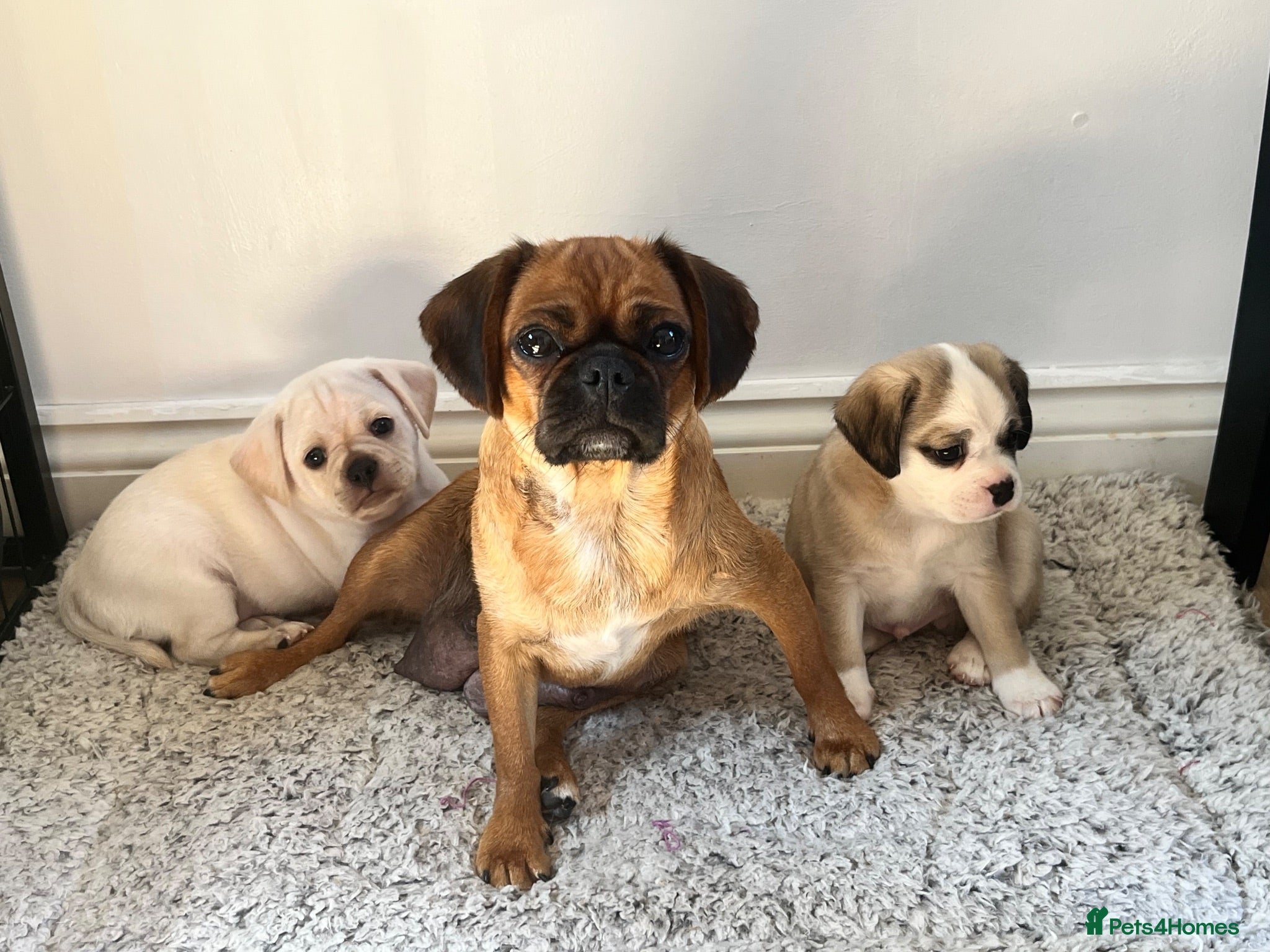 Mixed Breed dogs Pug cross puppies - Advert 6