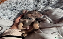French Bulldog dogs for sale: 7 BEAUTIFUL FRENCHIE PUPPIES FOR SALE 🐾🐶  - Image 12