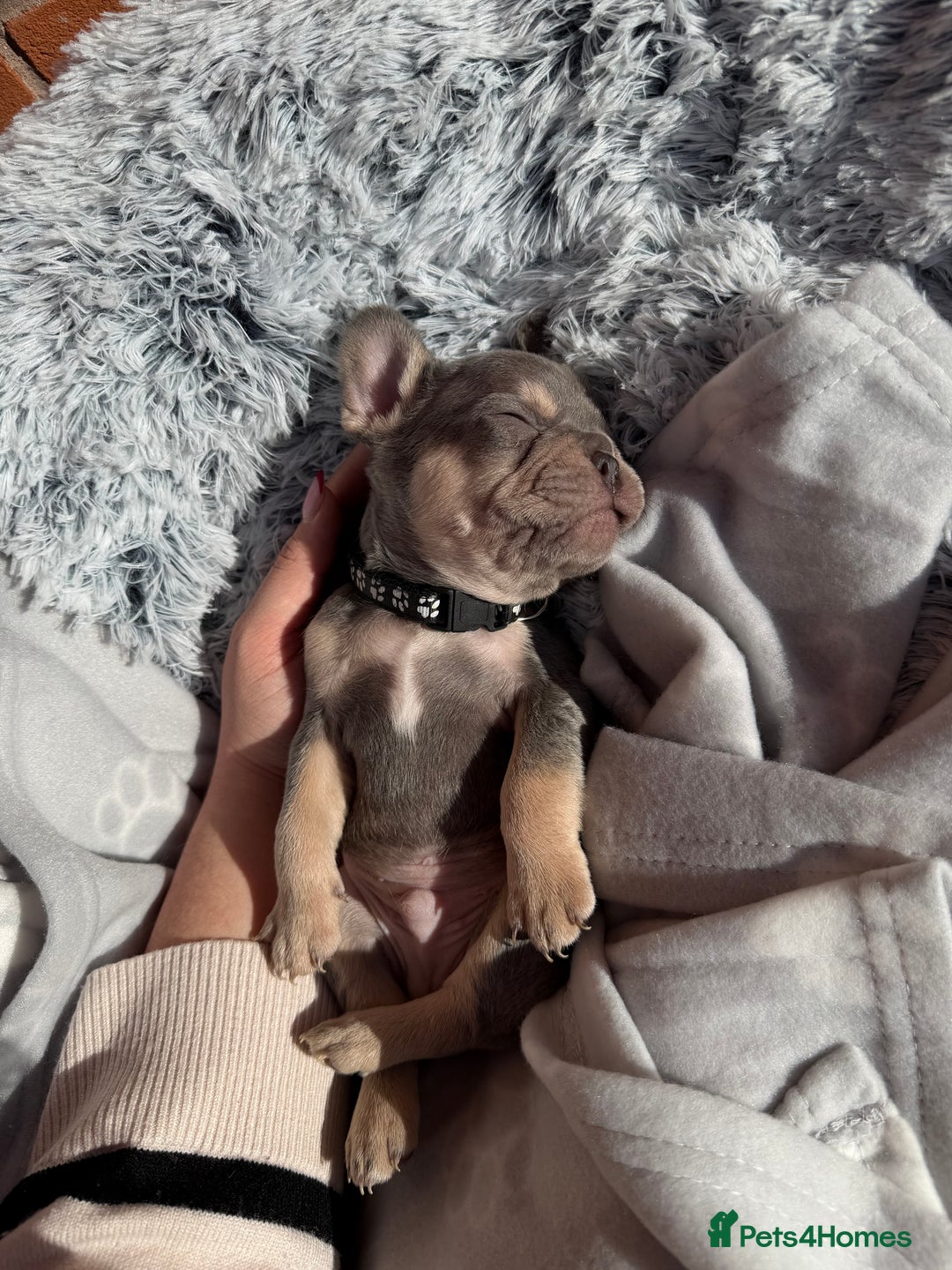 French Bulldog dogs for sale: 7 BEAUTIFUL FRENCHIE PUPPIES FOR SALE 🐾🐶  - Image 12