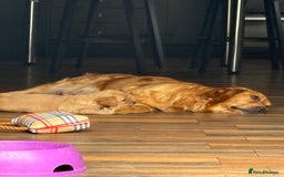Golden Retriever dogs for sale: Stunning golden retriever  Ready NOW two left in Nottingham - Image 4