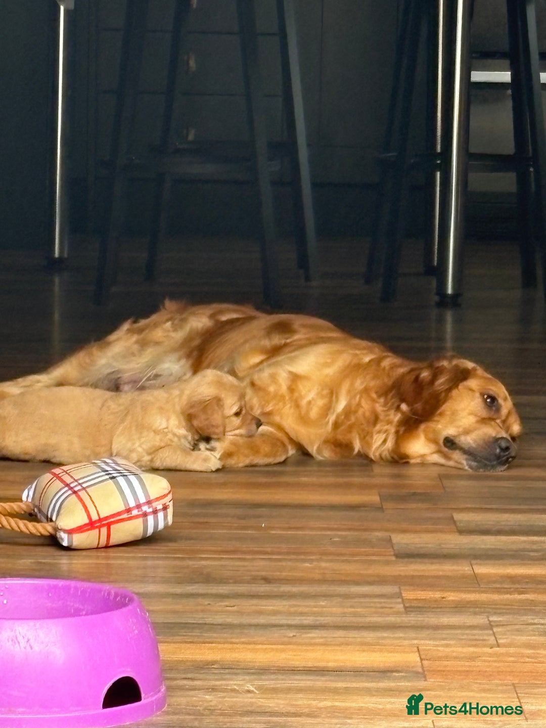 Golden Retriever dogs for sale: Stunning golden retriever  Ready NOW two left in Nottingham - Image 4