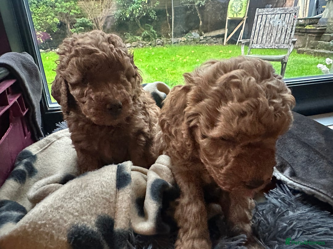 Miniature Poodle dogs for sale: Adorable Miniature Red Poodle Puppies - Image 3
