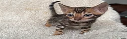 Bengal cats for sale: Bengal Kittens Looking for Loving Homes 🐾  - Advert 29
