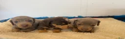 Miniature Dachshund dogs for sale: Rainbow Litter of Dachdhund Babies - Advert 10