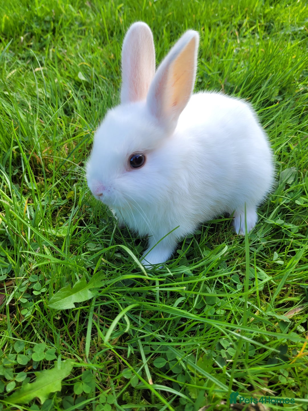 English Lop rabbits for sale: Baby Rabbits 9 available  - Image 8