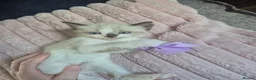 Ragdoll cats for sale: Ragdoll Kittens  - Advert 5