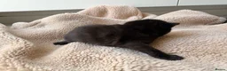 Domestic Shorthair cats for sale: British shorthair crossbreed - Advert 5