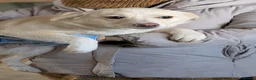 Mixed Breed dogs for adoption: Latte for adoption in Leigh-on-Sea - Advert 3