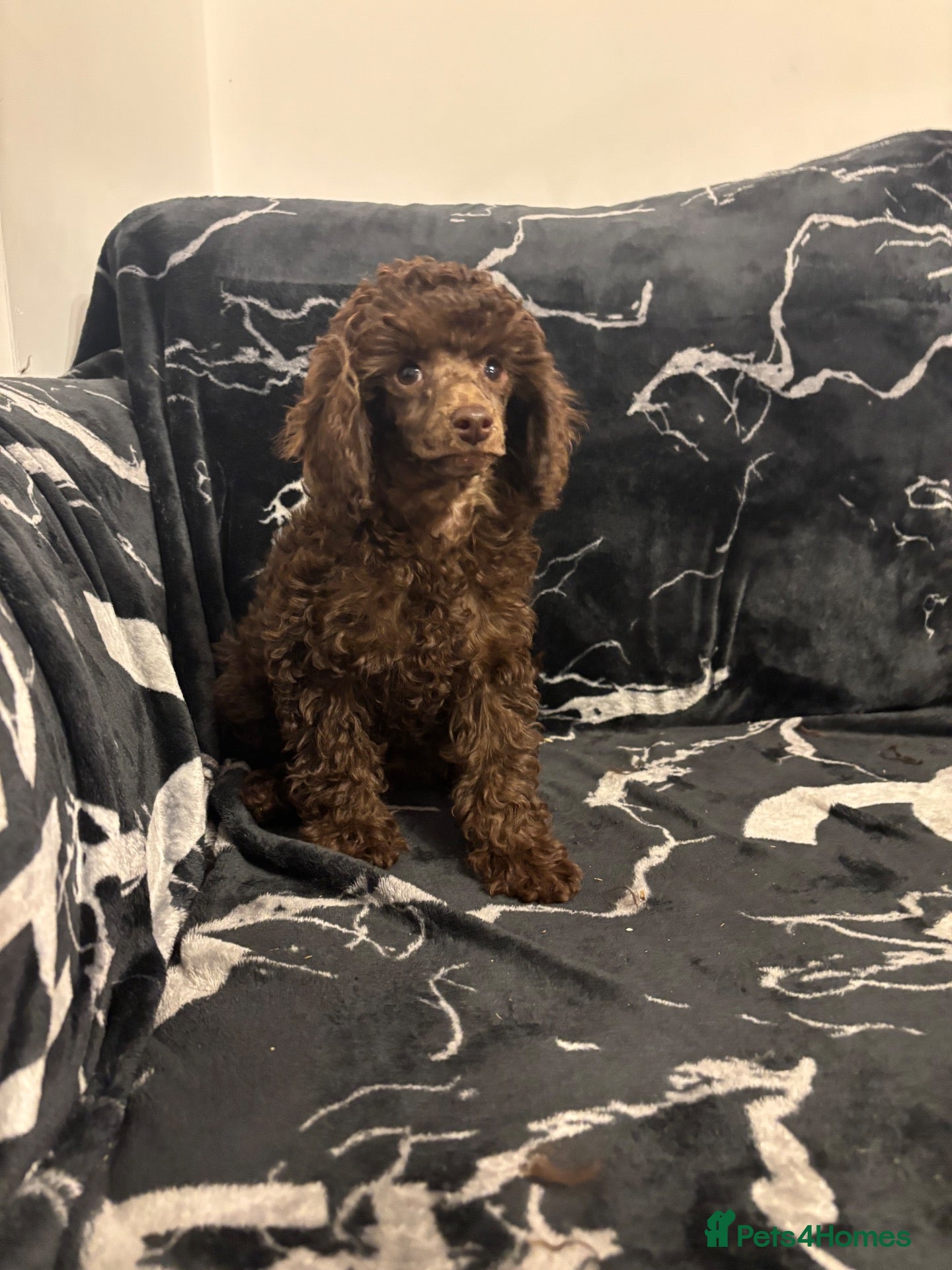 Miniature Poodle dogs Stunning miniature poodle puppies  - Advert 5