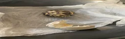 Tortoise reptiles for sale: Hermann baby Tortoises - Advert 2