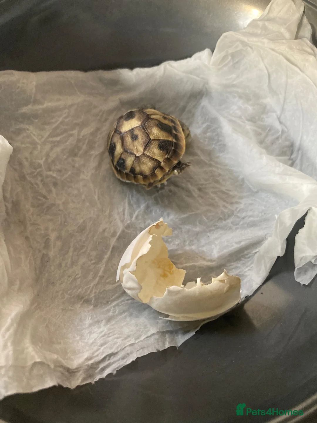 Tortoise reptiles for sale: Hermann baby Tortoises - Advert 2