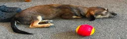 Mixed Breed dogs for adoption: Brino 💙 in Bury Saint Edmunds - Advert 6