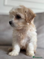 Cavapoo dogs - Advert 10