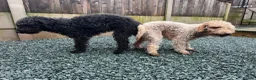 Bedlington Terrier dogs for sale: Pup-Bedlington Terrier x cocker spaniel Bedlington - Advert 5