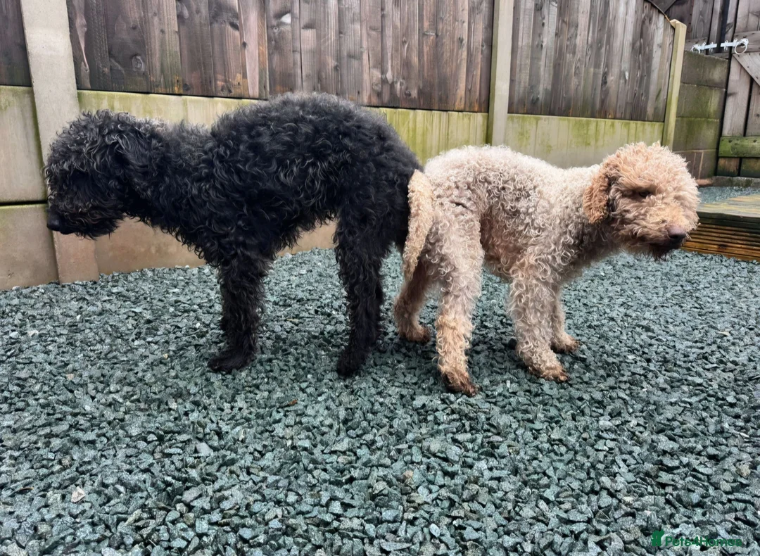 Bedlington Terrier dogs for sale: Pup-Bedlington Terrier x cocker spaniel Bedlington - Advert 5