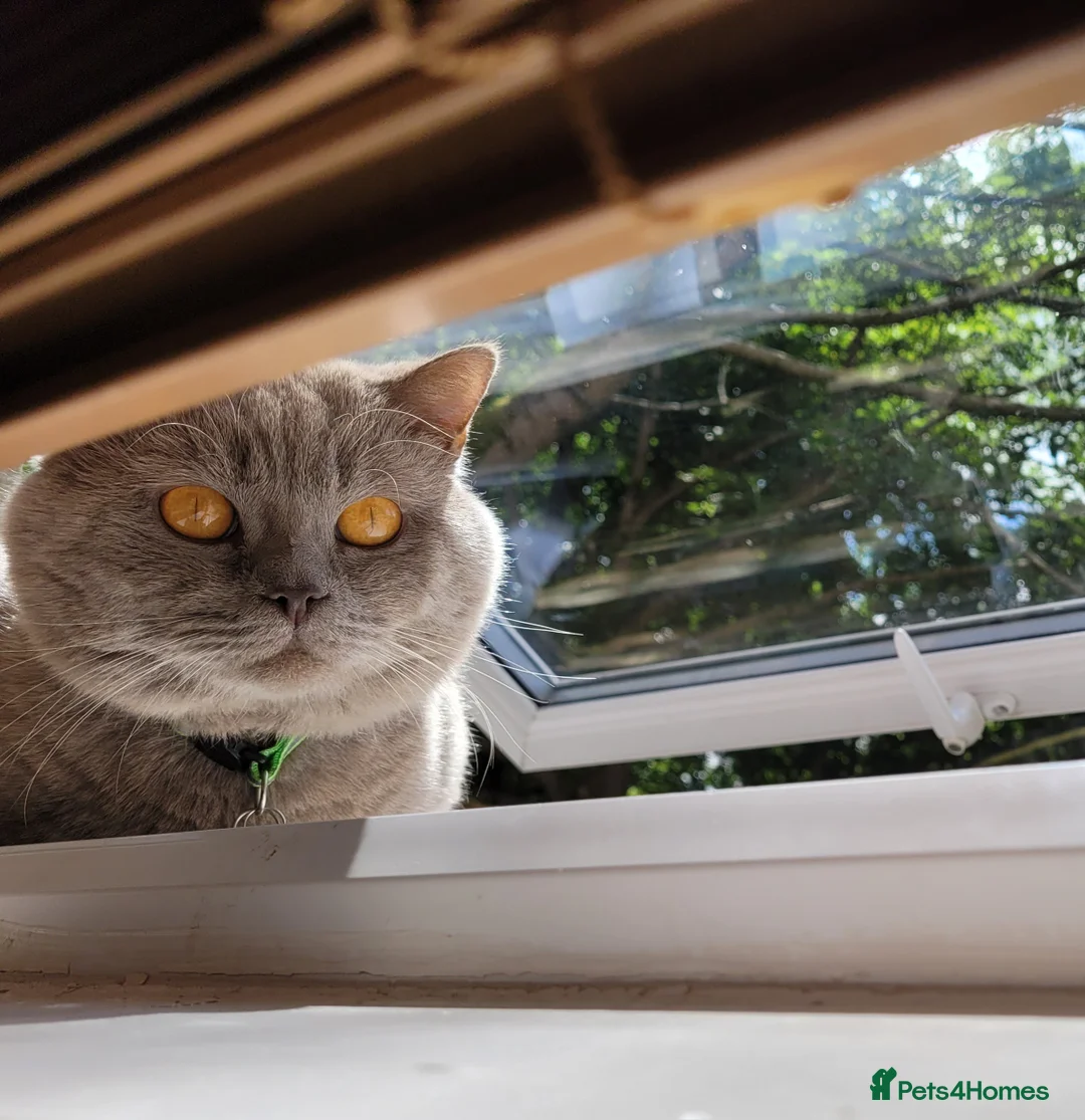 British Shorthair cats for stud: Lilac GCCF active stud Manchester  in Manchester - Advert 10
