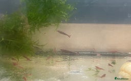 Shrimps fish for sale: Red shrimps for sale  - Image 3