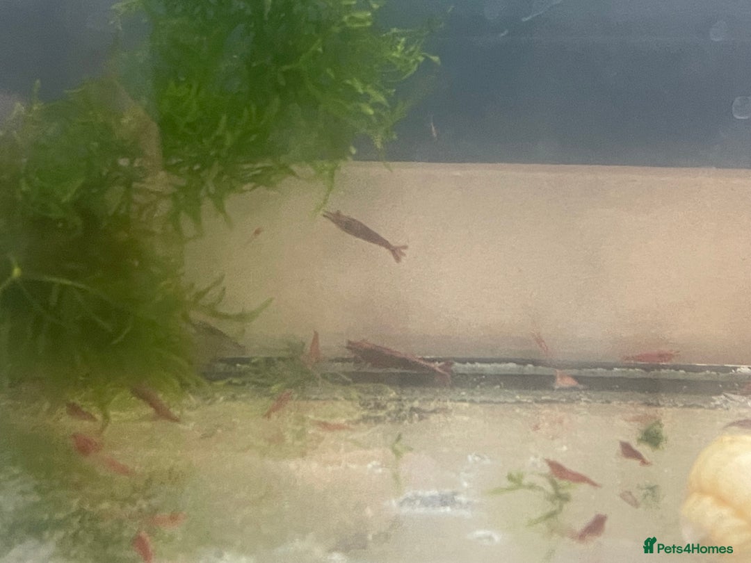 Shrimps fish for sale: Red shrimps for sale  - Image 3