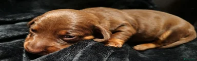 Miniature Dachshund 2
