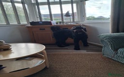 Mixed Breed dogs for sale: Giant schnauzer x standard poodle - Image 1