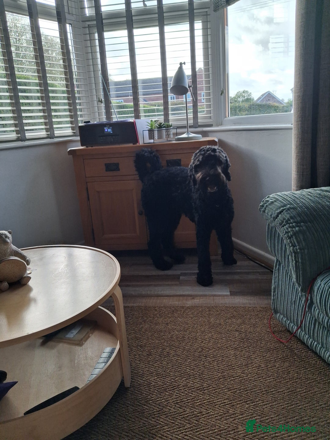 Mixed Breed dogs for sale: Giant schnauzer x standard poodle - Image 1