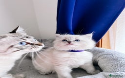 Ragdoll cats for sale: Gorgeous Ragdoll Lynx Girls!  - Image 4