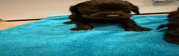 Cocker Spaniel dogs for sale: Cocker spaniel puppies  - Advert 18