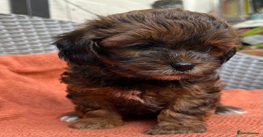 Shihpoo dogs - Advert 10