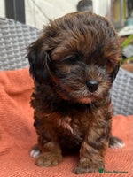 Shihpoo dogs - Advert 1