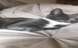 Mixed Breed cats for sale: Grey kittens  - Image 4