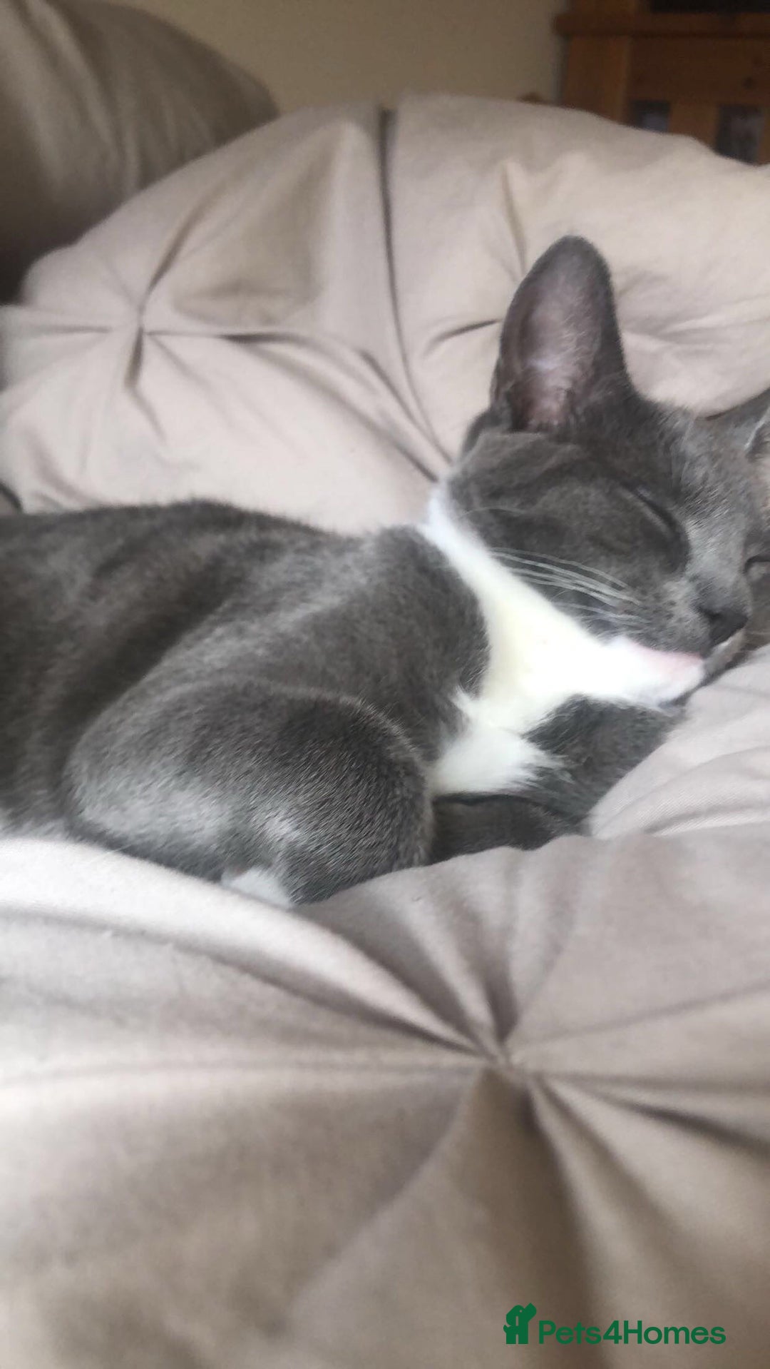 Mixed Breed cats for sale: Grey kittens  - Image 4
