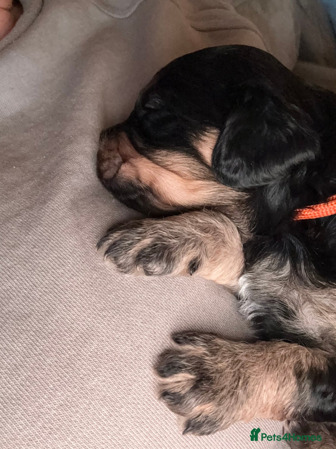 Mixed Breed dogs for sale: Beautiful Cavapoo puppies  - Advert 32