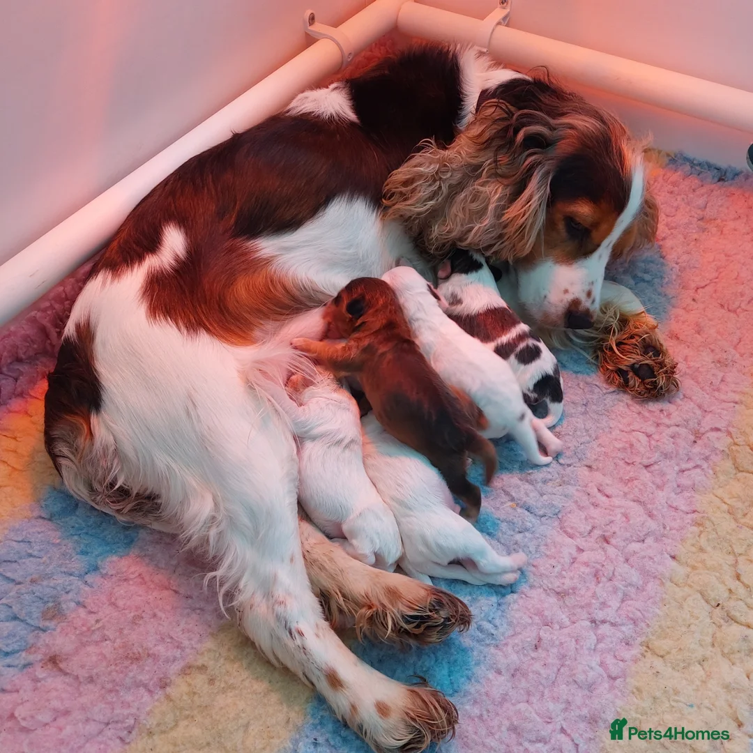 Cockapoo dogs for sale: Beautiful Cockapoos - pups reavailable  - Advert 28