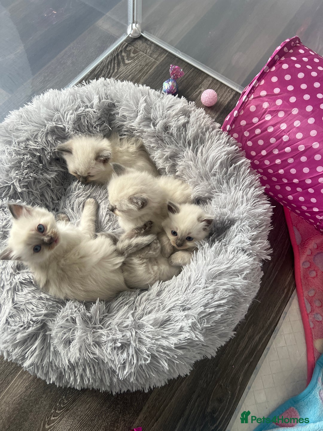 Ragdoll cats for sale: Blue colourpoint Ragdolls  - Image 6