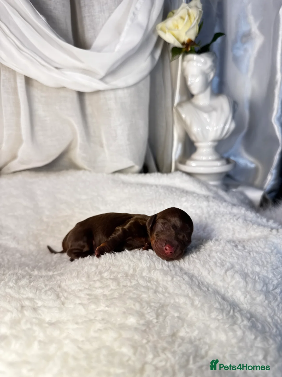Miniature Dachshund dogs for sale: MINI DACHSHUND PUPPIES💕 KC REGISTERED/PRA CLEAR  - Advert 13