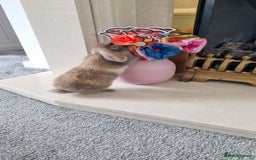 Mini Lop rabbits for sale: Two female mini lops for sale - Image 5