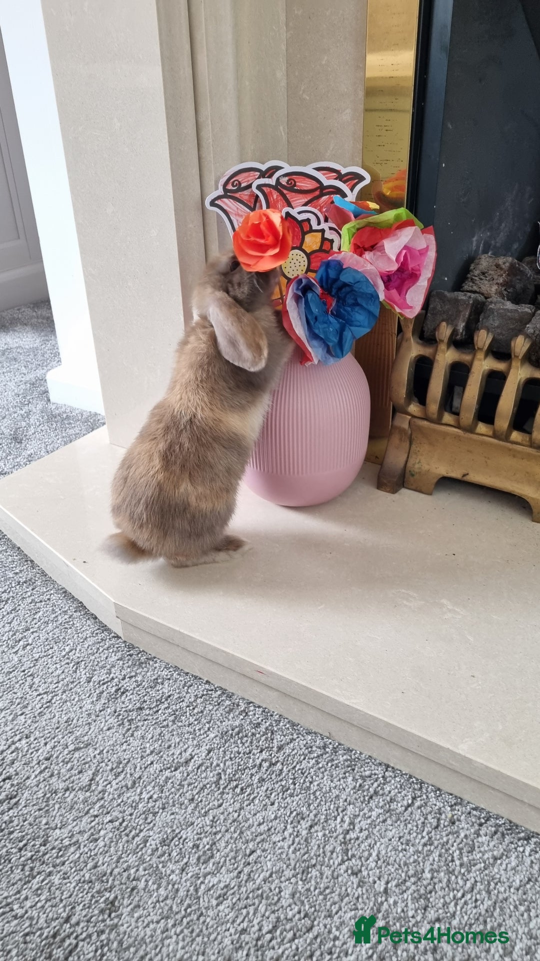 Mini Lop rabbits for sale: Two female mini lops for sale - Image 5