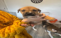 Mixed Breed dogs for sale: Husky x Staffy puppy’s ready now!  - Image 3