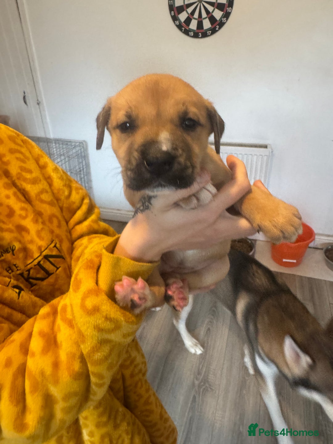Mixed Breed dogs for sale: Husky x Staffy puppy’s ready now!  - Image 3