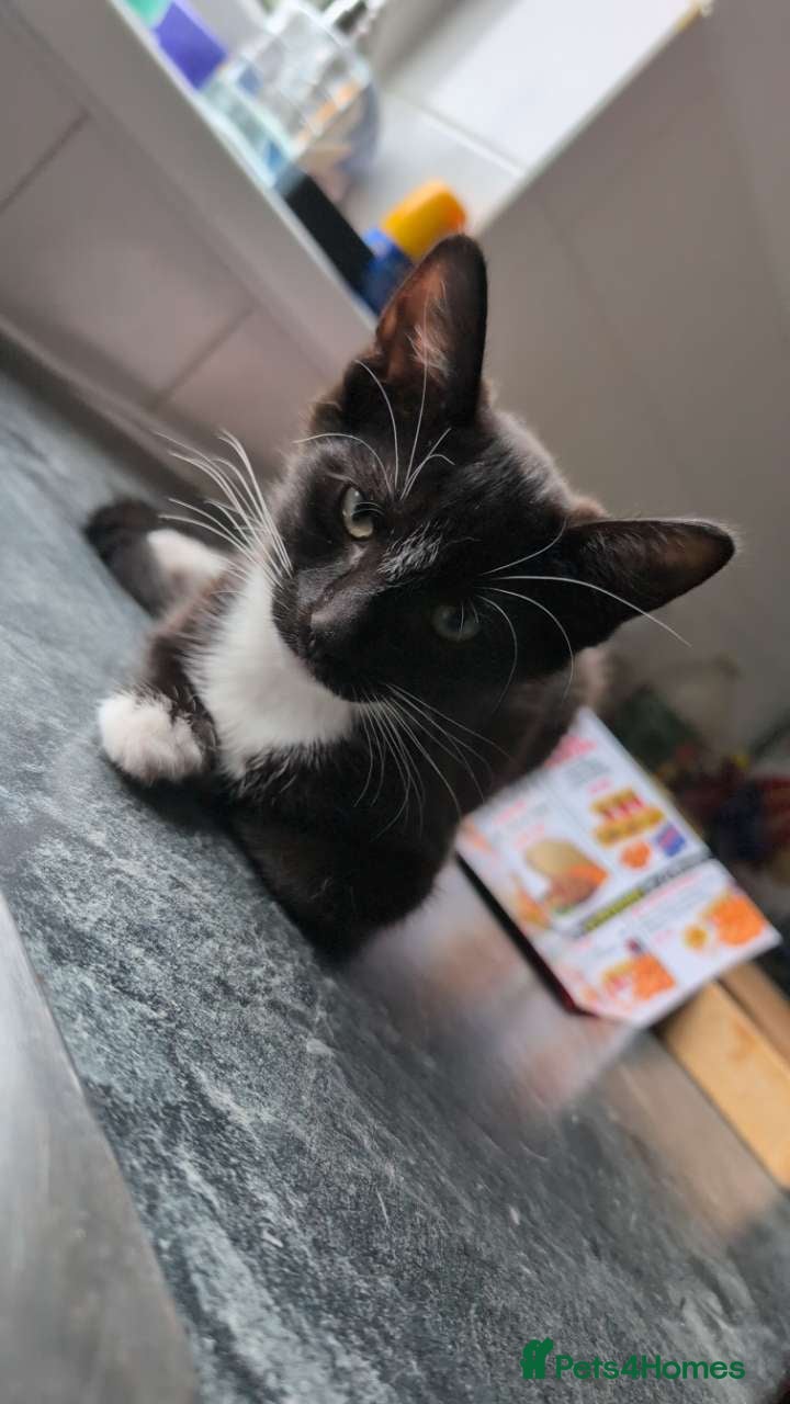 British Shorthair cats Tuxedo kittens - Advert 16