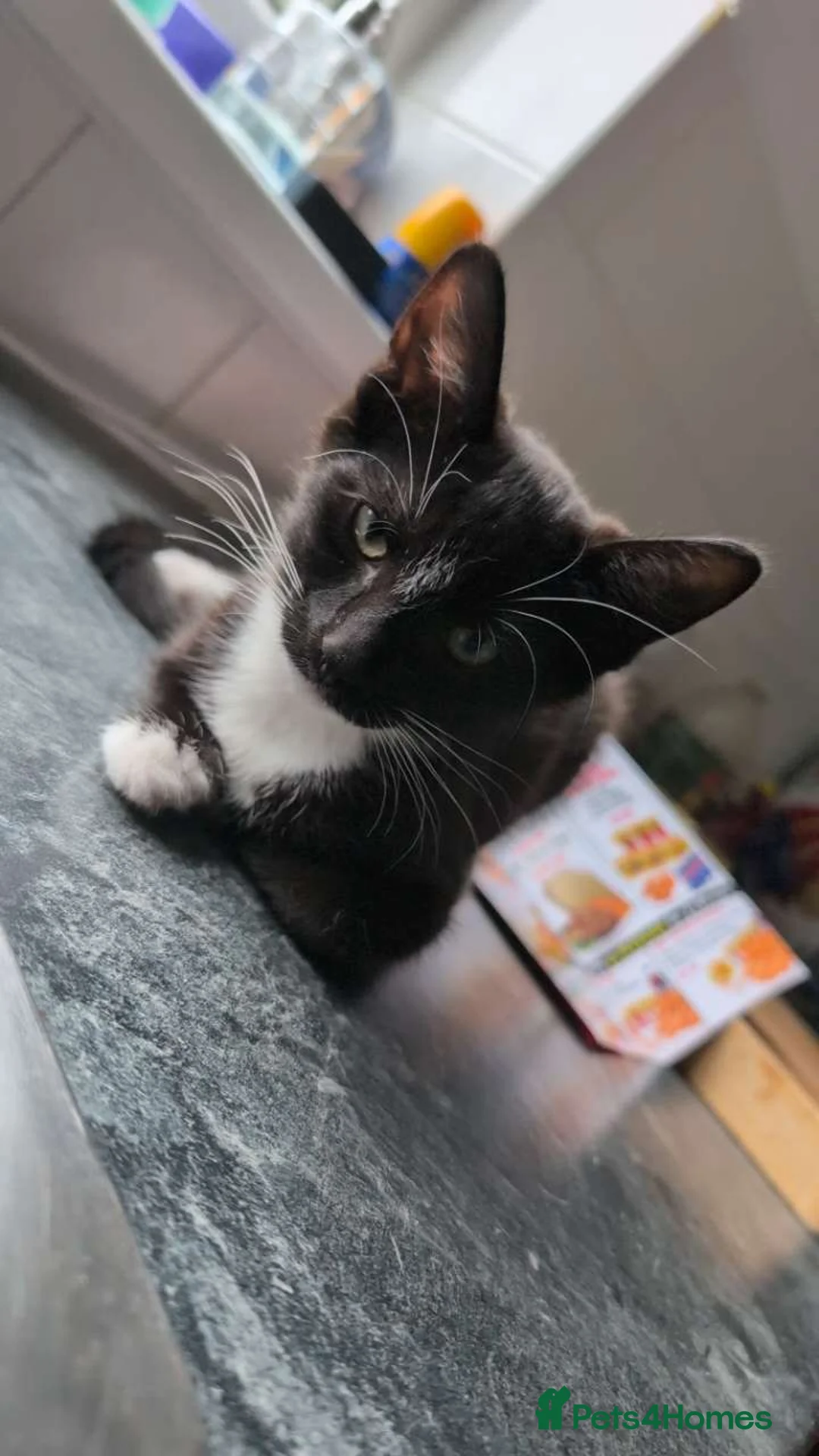 British Shorthair cats for sale: Tuxedo kittens - Advert 1