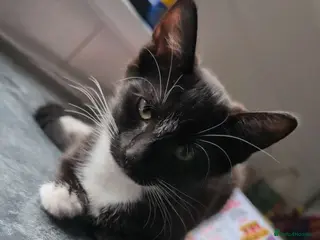 British Shorthair cats Tuxedo kittens - Advert 16