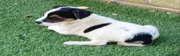 Jack Russell dogs for sale: Jack Russell puppies  - Advert 13