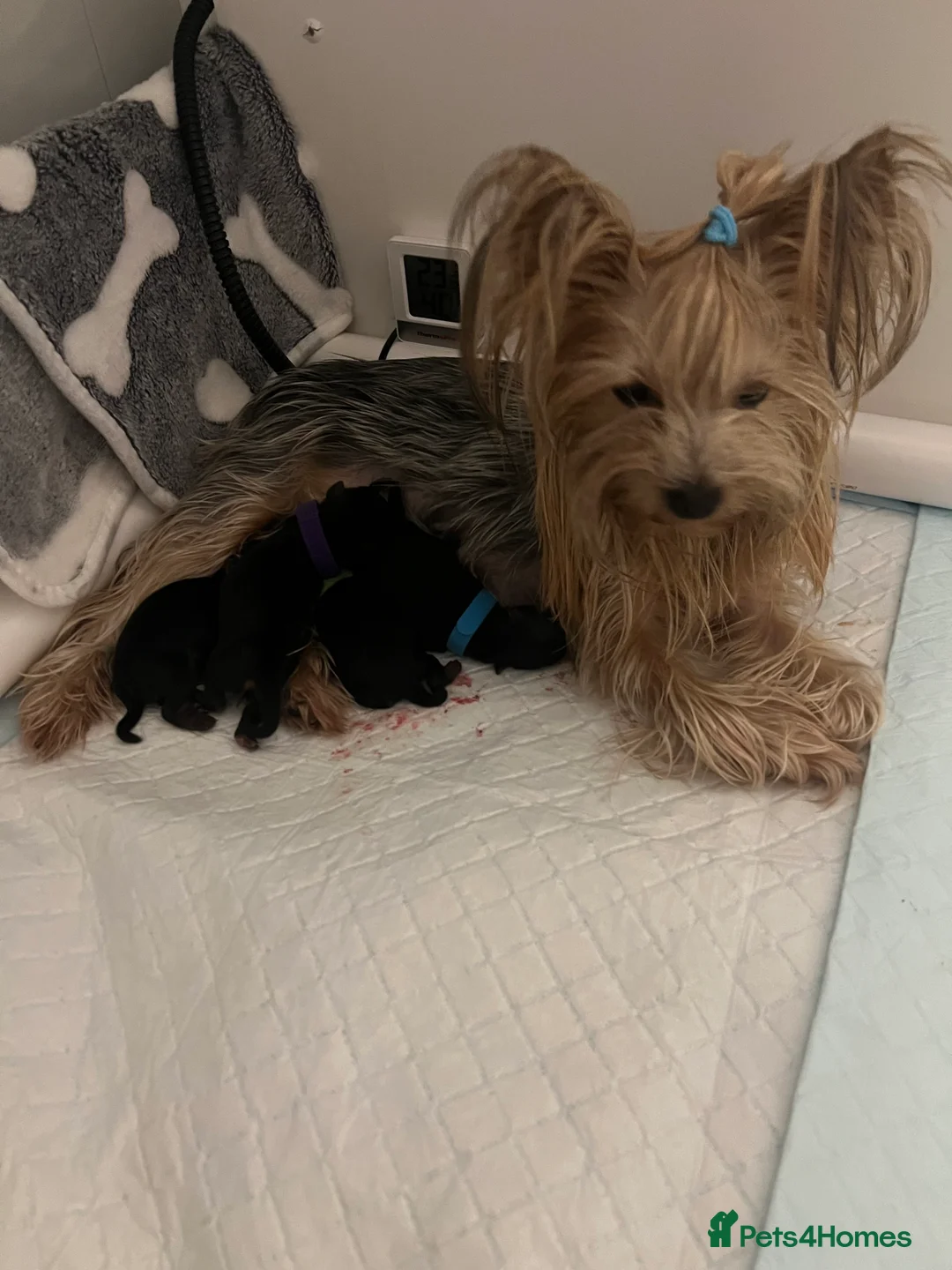 Yorkshire Terrier dogs for sale: Exceptional Pure Yorkshire Terrier Boys  - Advert 3